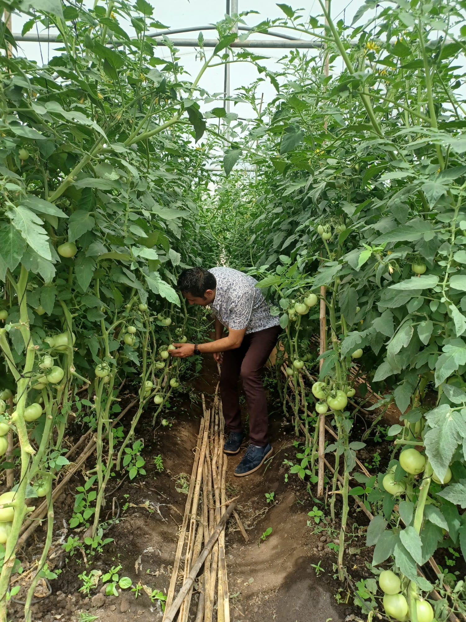 Greenhouse Farming to Wean Community College from Subsidy
